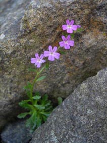 Erinus alpinus 'Picos de Europa'